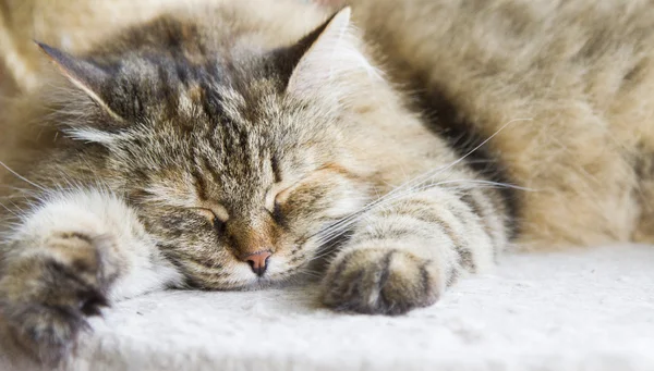 kahverengi tortie tekir uskumru dişi Sibirya CA