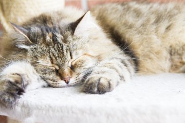 kahverengi tortie tekir uskumru dişi Sibirya CA