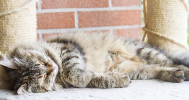 kahverengi tortie tekir uskumru dişi Sibirya CA