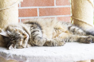 kahverengi tortie tekir uskumru dişi Sibirya CA