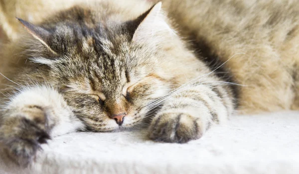 kahverengi tortie tekir uskumru dişi Sibirya CA