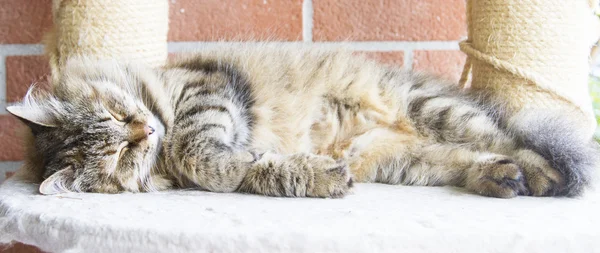 Tortie marrone tabby sgombro femmina di ca siberiana — Foto Stock