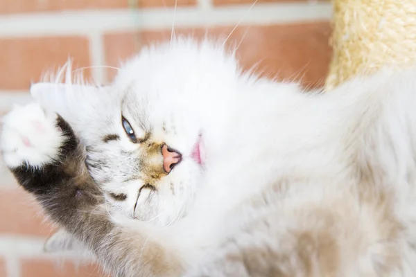 Gatinho branco de gato siberiano — Fotografia de Stock