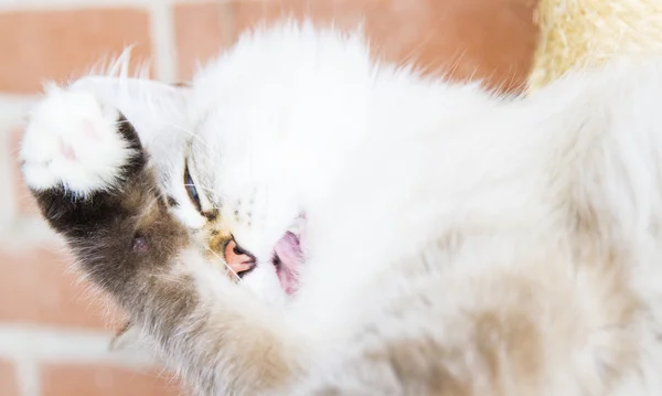 Biały kociak kot syberyjski — Zdjęcie stockowe