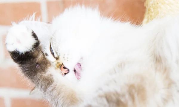 Gatinho branco de gato siberiano — Fotografia de Stock