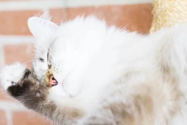 Gatinho branco de gato siberiano — Fotografia de Stock