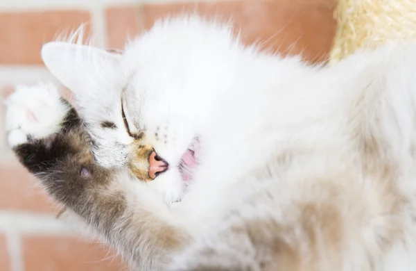 Белый котенок сибирской кошки — стоковое фото