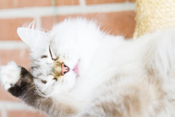 Gatito blanco de gato siberiano —  Fotos de Stock