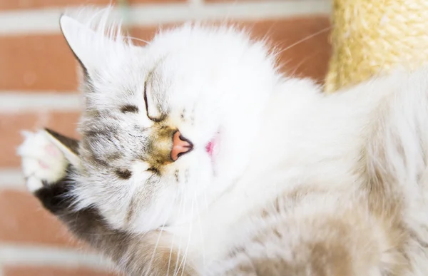 Gatinho branco de gato siberiano — Fotografia de Stock