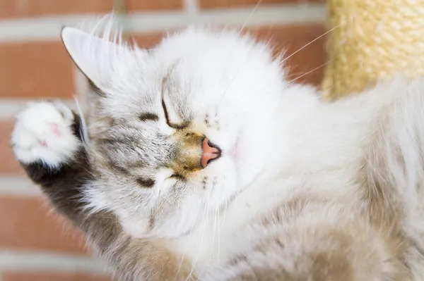 Gatito blanco de gato siberiano — Foto de Stock