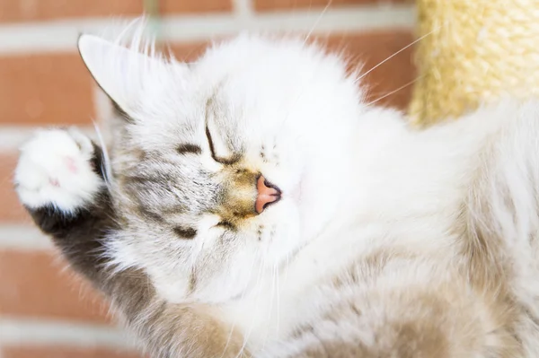 Chaton blanc de chat sibérien — Photo