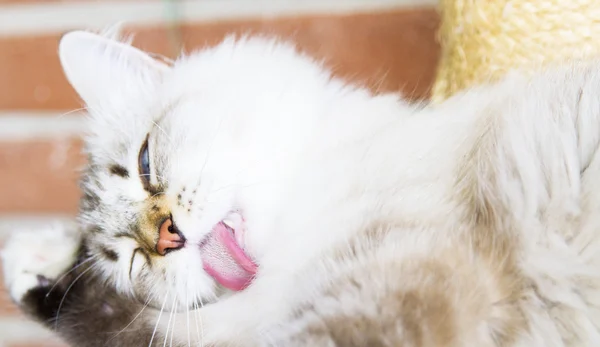 Weißes Kätzchen der sibirischen Katze — Stockfoto