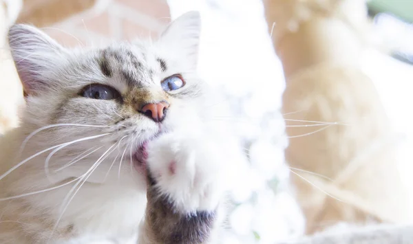 Gatinho branco de gato siberiano — Fotografia de Stock