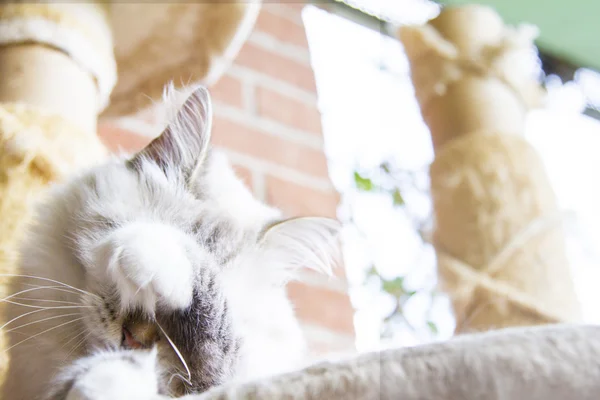 Gattino bianco di gatto siberiano — Foto Stock
