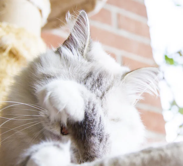 Gatinho branco de gato siberiano — Fotografia de Stock