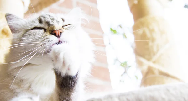 Gattino bianco di gatto siberiano — Foto Stock