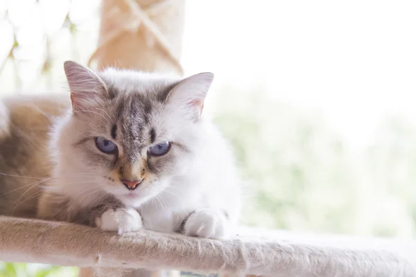 Άσπρο γατάκι της σιβηρικής γάτας — Stockfoto