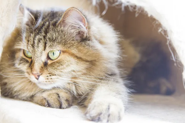 Brun katt för sibiriska ras, tricolor kvinna — Stockfoto