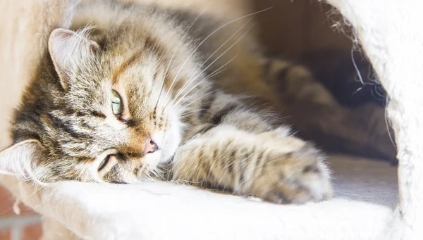 Hnědá kočka plemene sibiřský, trikolorní fenu — Stock fotografie