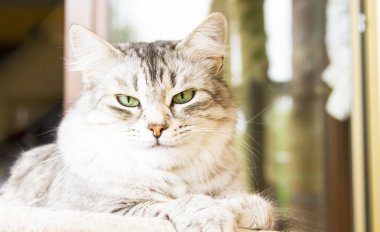 Sibirya doğurmak, gümüş sürüm - hayvan kedi dişi kedi