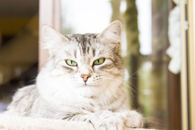 Sibirya doğurmak, gümüş sürüm - hayvan kedi dişi kedi