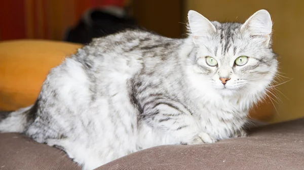 Female cat of siberian breed, silver version - livestock cat — Stock Photo, Image