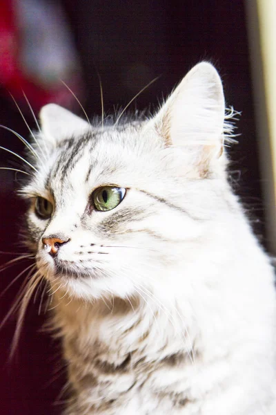 Female cat of siberian breed, silver version - livestock cat — Stock Photo, Image