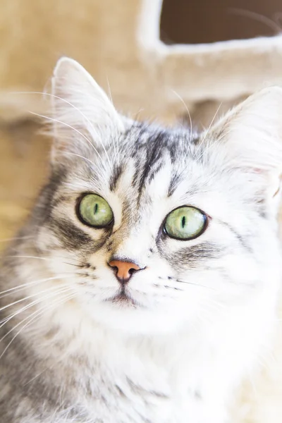 Female cat of siberian breed, silver version - livestock cat — Stock Photo, Image