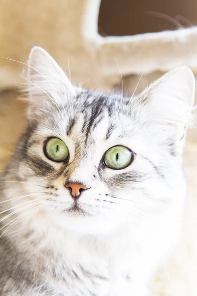 Female cat of siberian breed, silver version - livestock cat — Stock Photo, Image