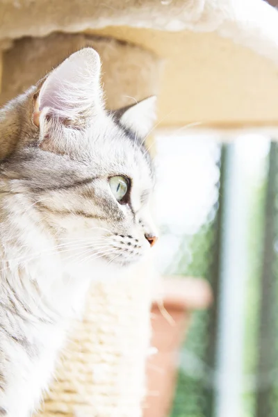 Жіноча кішка породи сибірської, срібна версія - домашня кішка — стокове фото