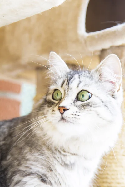 Gato fêmea de raça siberiana, versão de prata - gato de gado — Fotografia de Stock