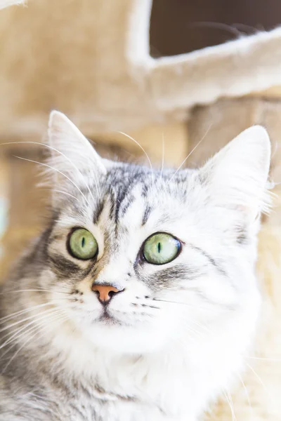 Female cat of siberian breed, silver version - livestock cat — Stock Photo, Image