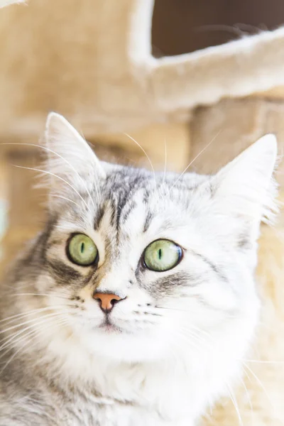 Gato fêmea de raça siberiana, versão de prata - gato de gado — Fotografia de Stock