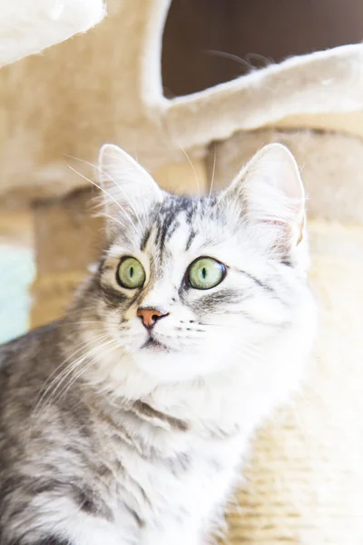 シベリアの品種、銀バージョン - 家畜猫のメス猫 — ストック写真