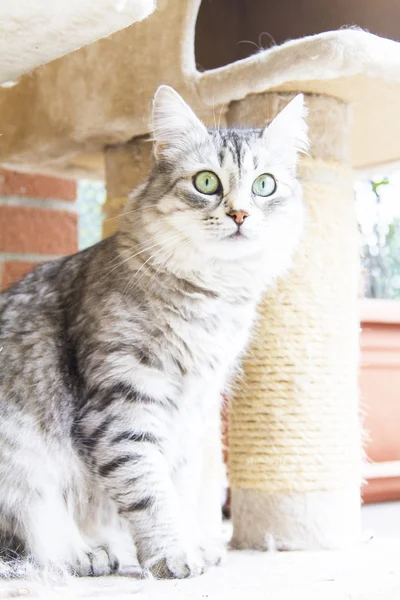 Vrouwelijke kat van Siberische ras, zilveren versie - vee kat — Stockfoto