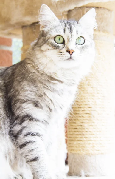 Female cat of siberian breed, silver version - livestock cat — Stock Photo, Image