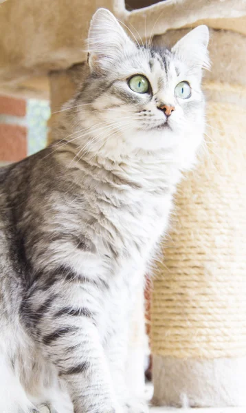 시베리아 유형, 실버 버전-가축 고양이의 여성 고양이 — 스톡 사진