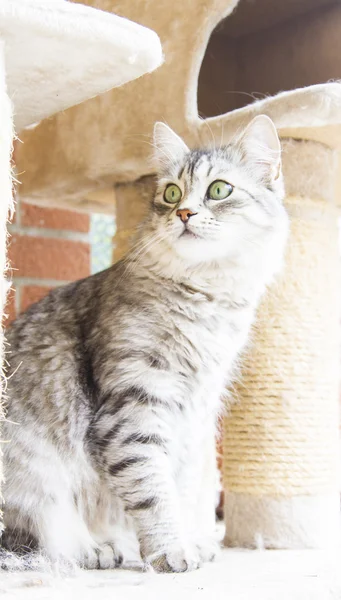 Gato fêmea de raça siberiana, versão de prata - gato de gado — Fotografia de Stock