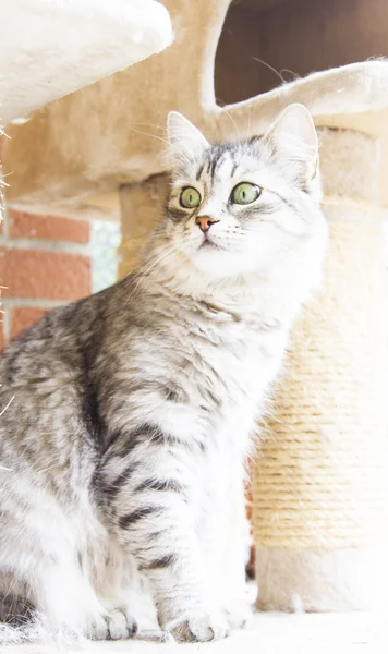 Female cat of siberian breed, silver version - livestock cat — Stock Photo, Image