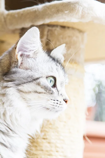 Nő macska-szibériai tenyészt, ezüst változat - állatok-macska — Stock Fotó