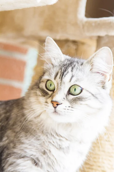 Female cat of siberian breed, silver version - livestock cat — Stock Photo, Image