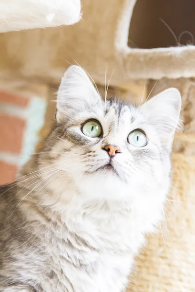 Female cat of siberian breed, silver version - livestock cat — Stock Photo, Image