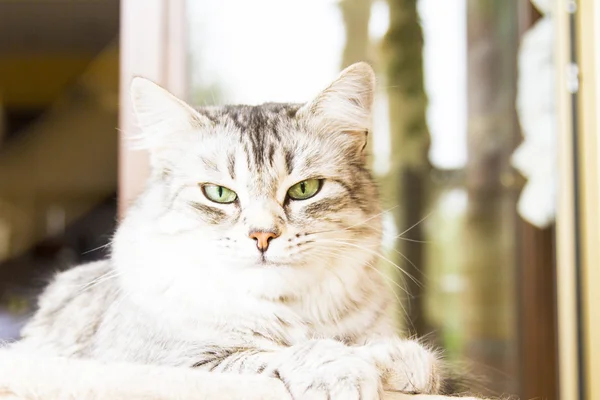 Vrouwelijke kat van Siberische ras, zilveren versie - vee kat — Stockfoto