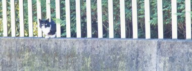 Üç renkli kedi yavrusu, Avrupa doğurmak