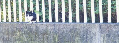 Üç renkli kedi yavrusu, Avrupa doğurmak