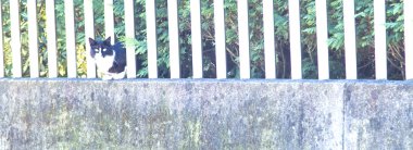 Üç renkli kedi yavrusu, Avrupa doğurmak