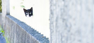 Yavru kedi erkek, Avrupa doğurmak