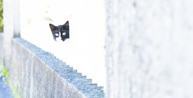 Yavru kedi erkek, Avrupa doğurmak