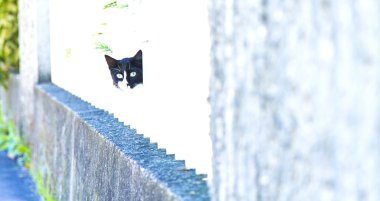 Yavru kedi erkek, Avrupa doğurmak