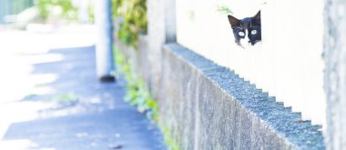 Yavru kedi erkek, Avrupa doğurmak